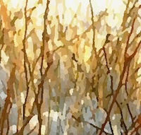 Wild blueberry thumbnail